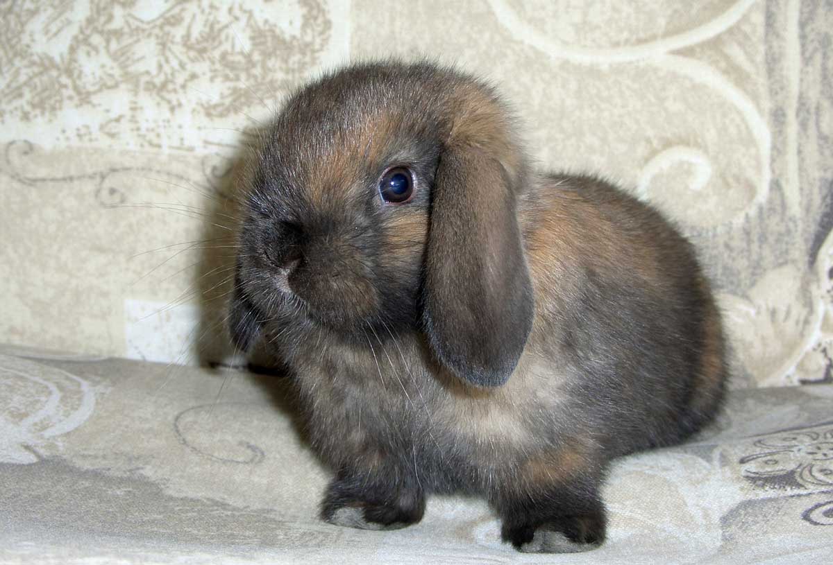 small lop-eared rabbit on couch