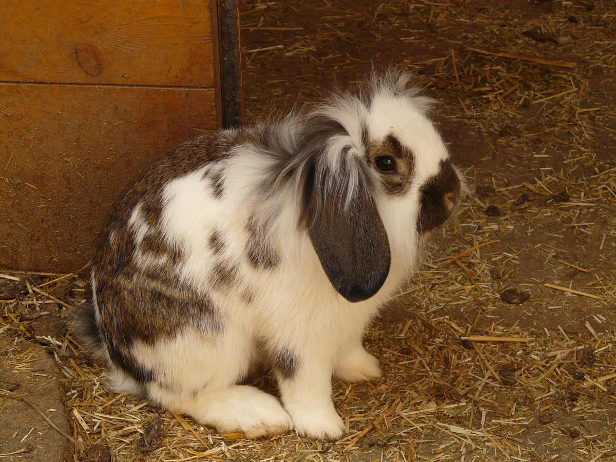 fluffy lop eared rabbit