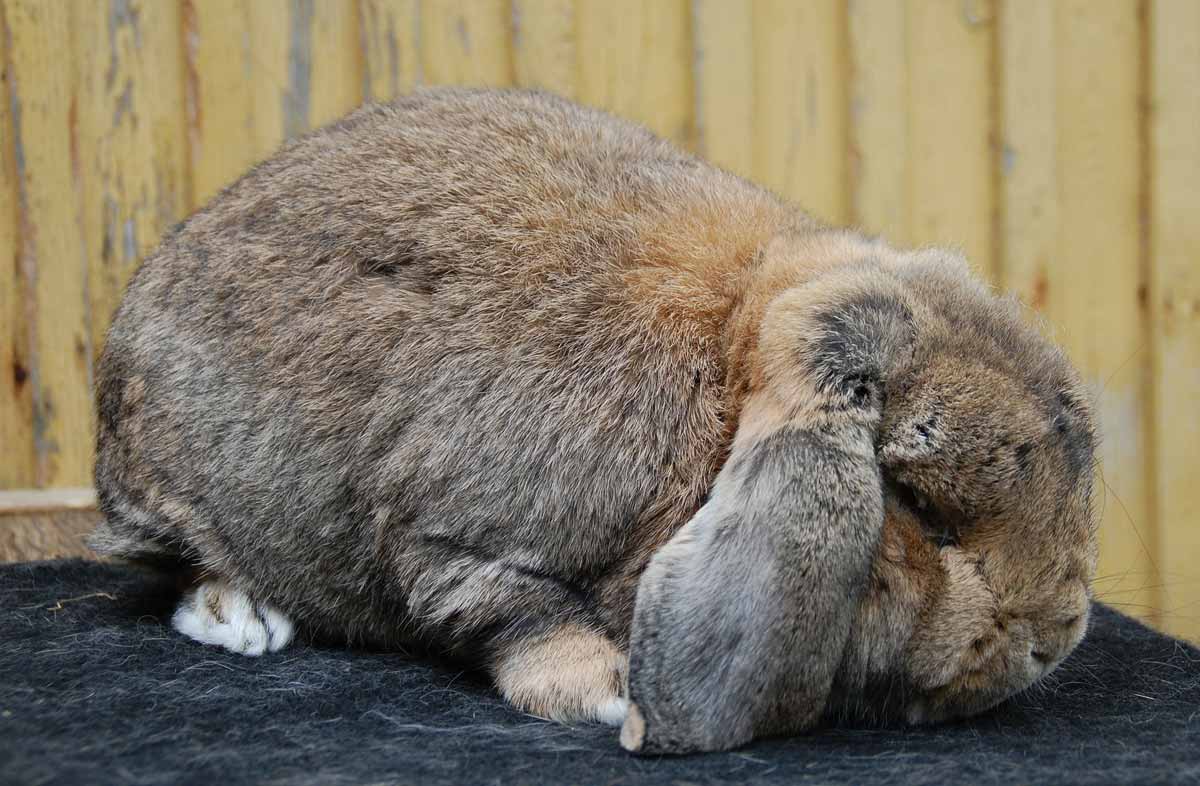 lop rabbit sniffing carpeting