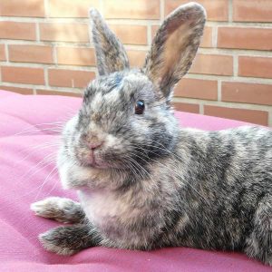 rabbit lying on outdoor chair