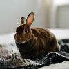 rex rabbit on bed