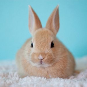 Wild Rabbits In The Rabbit Family Tree – Lafeber Co. – Small Mammals