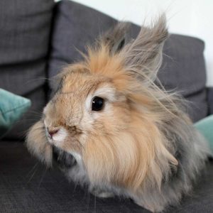 rabbit on couch