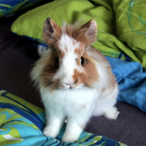 Lionhead rabbit sitting on floor by blankets or quilts
