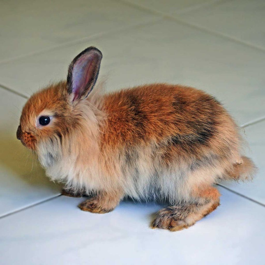 Caring For The Elderly Or Senior Rabbit Lafeber Co. Small Mammals