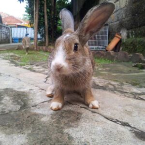 rabbits outside on driveway by house
