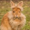 fluffy brown bunny outside