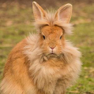 fluffy brown bunny outside