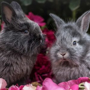 two rabbits nearly nose to nose