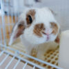 lop-eared rabbit peering out open door of white-barred cage
