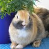 rabbit lying down beside potted plant