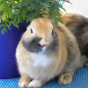 https://lafeber.com/mammals/wp-content/uploads/rabbit-plant-px-264702-900-300x300.jpg