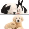puppy with rabbit and puppy with guinea pig