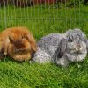 two lop-eared rabbits outside in exercise pen on grass