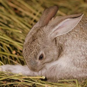 brown rabbit grooming