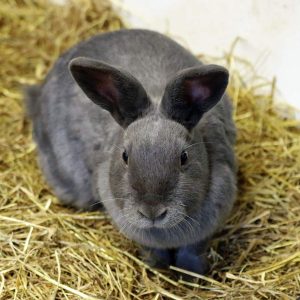gray rabbit sitting on hay