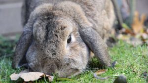 rabbit sniffing leaf on grass