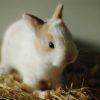 rabbit standing on hay
