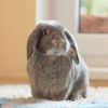 lop-eared rabbit sitting by window