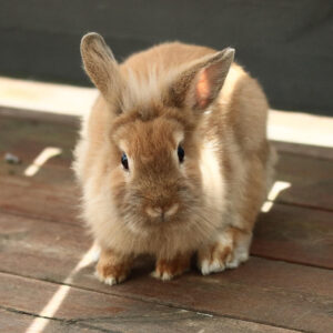 A golden-color rabbit standing on a hardwood floor