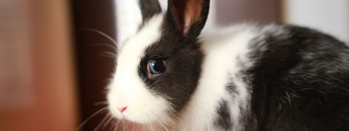 face of scared-looking rabbit