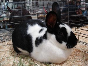 black and white rabbit sitting in show cage