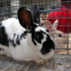 black and white Satin rabbit in cage at rabbit show