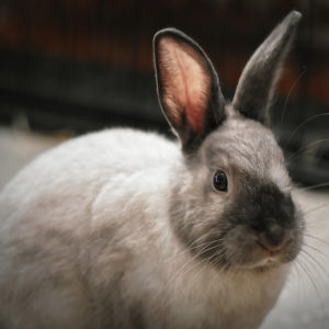 rabbit sitting on carpet in home