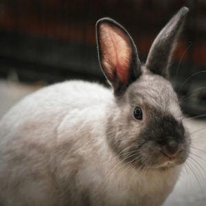 Stop rabbit clearance chewing carpet