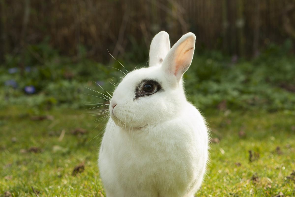 baby white bunny with black spots