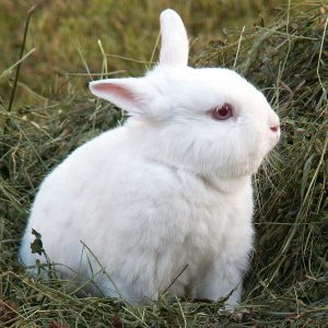 Rabbit Identification Chart