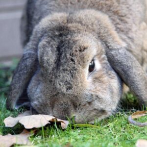 lop-eared rabbit sniffing a leaf on the grass