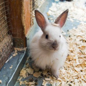 rabbit sitting on wood shavings