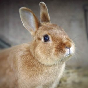 rabbit with head raised