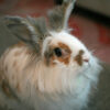 Fluffy rabbit standing on carpet looking up