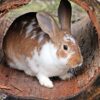 A white and tan rabbit sitting inside a short, wood tunnel