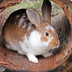 A white and tan rabbit sitting inside a short, wood tunnel