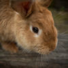 face of light brown rabbit looking down