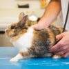 rabbit on table with hands using stethoscope to listen to abcomen