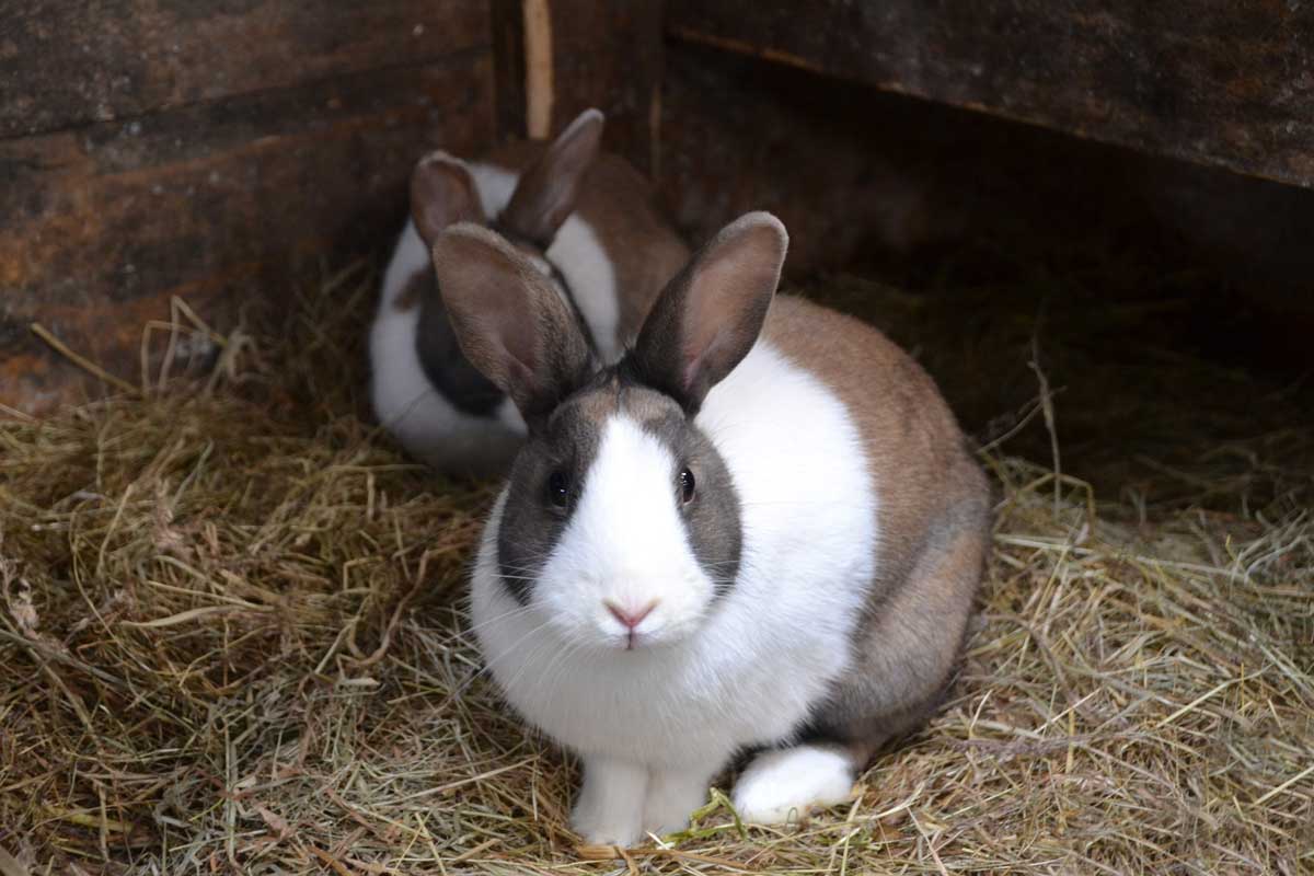 two dutch rabbits sitting on straw
