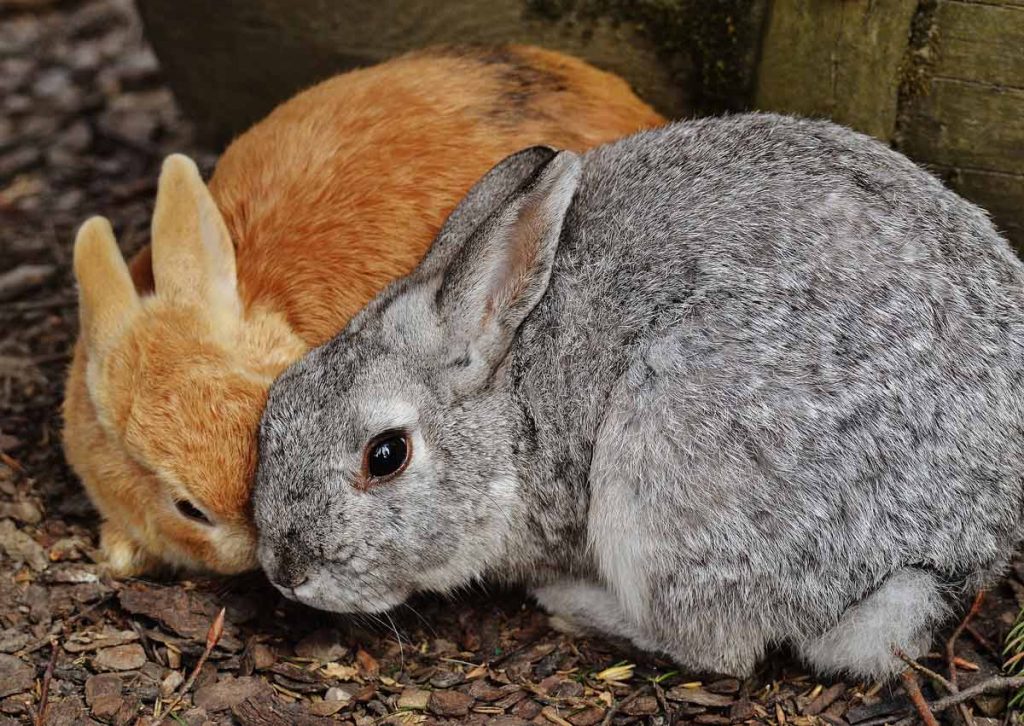 two rabbits side by side