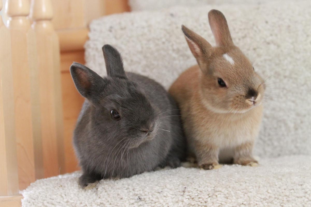 two rabbits sitting side by side on carpeted stairs
