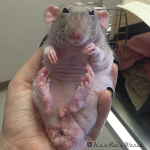 rat on back held in hand to show underside