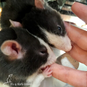 The Quirky Side Of Rats – Lafeber Co. – Small Mammals