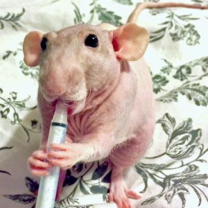 rat standing on hind legs and holding syringe to mouth