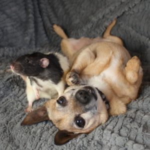 a rat standing beside a dog that is rolled on its back