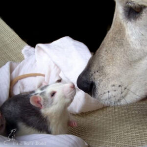 Pet Rats Sharing A Home With Other Pets – Lafeber Co. – Small Mammals