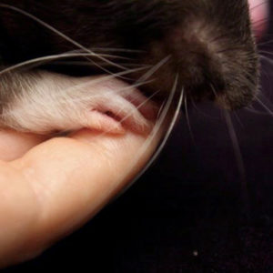 close up of a rat mouth and paw on a person's finger