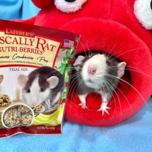 rat peering out from a hideaway with a bag of Rascally Rat food nearby