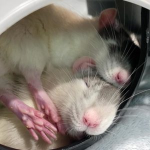 one rat sleeping stop another sleeping rat